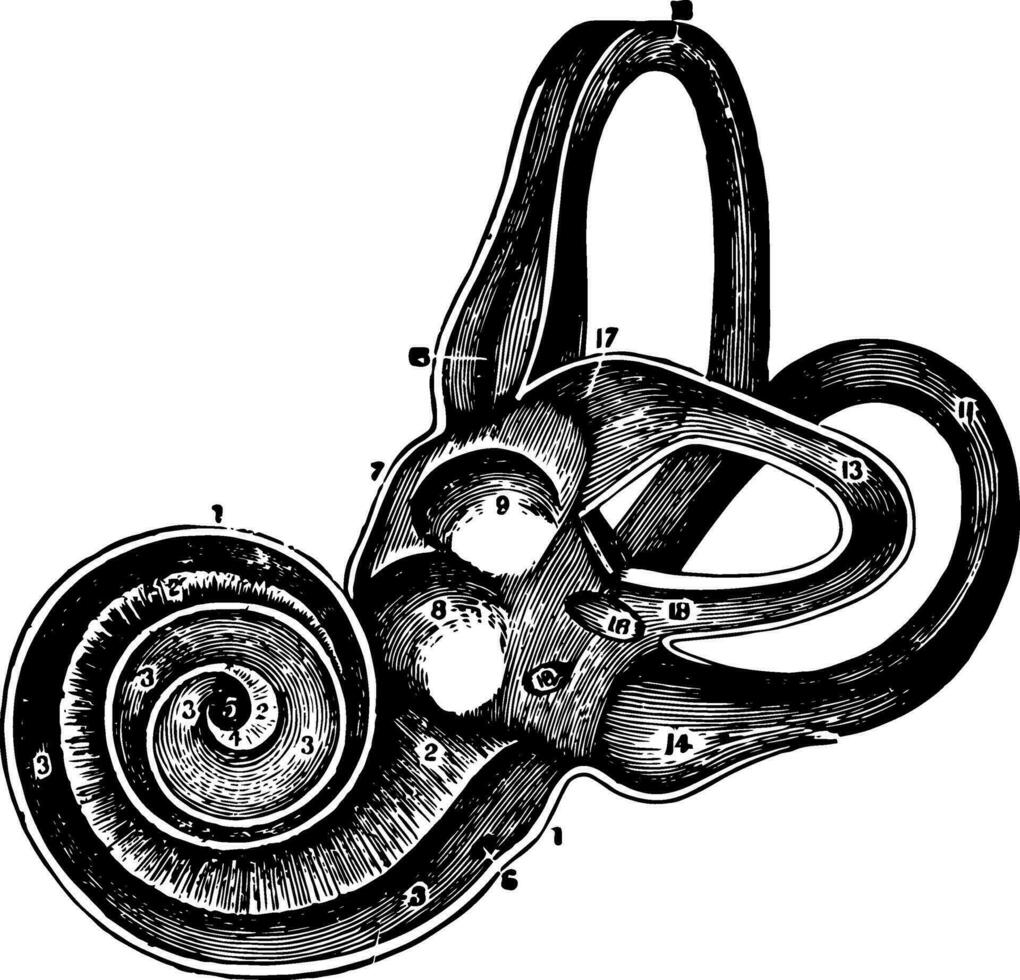 Labyrinth of the Ear on the Left Side, vintage illustration. vector