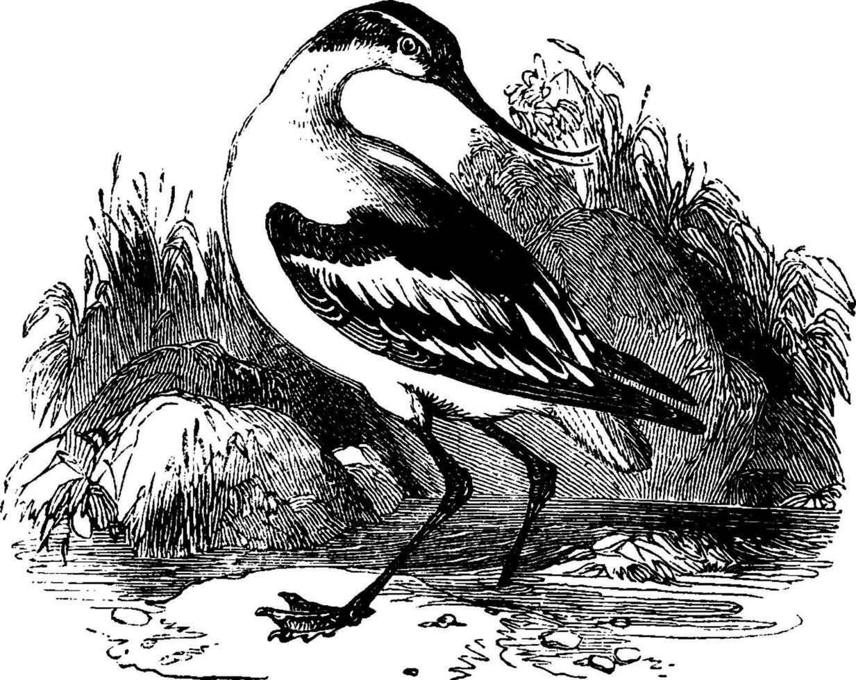 Pied Avocet, vintage illustration. vector