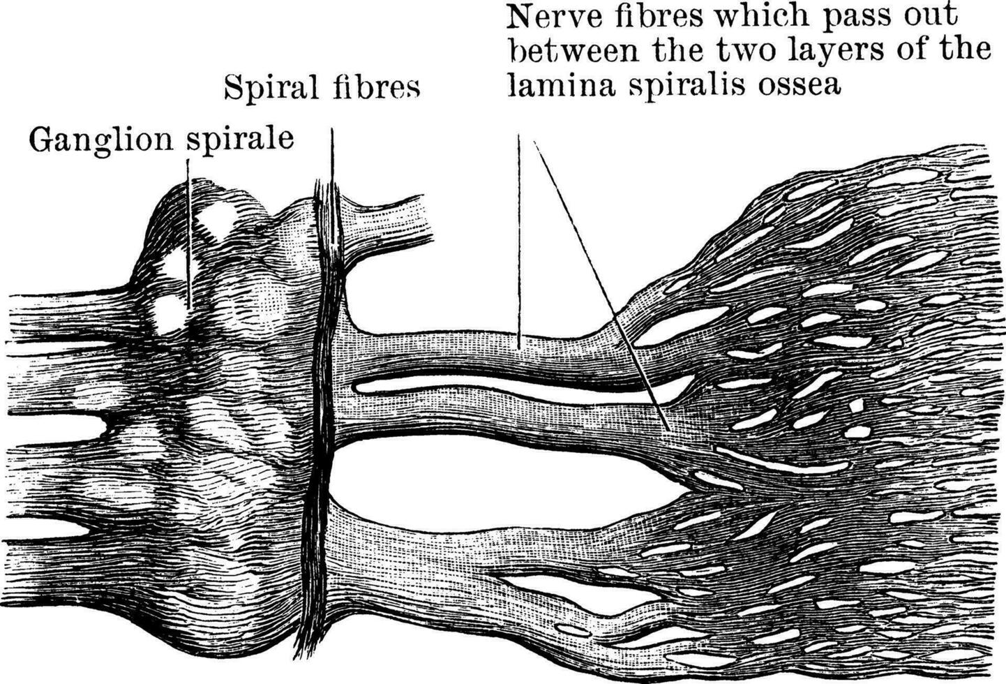 Cochlear Nerve, vintage illustration. vector