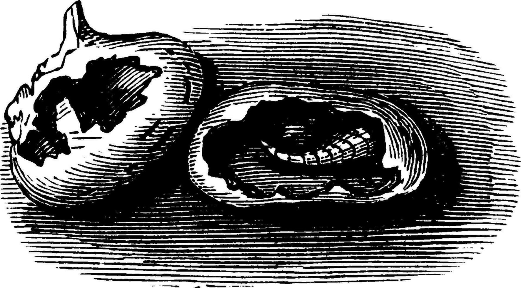 Maize Kernels Destroyed by Maggots, vintage illustration. vector