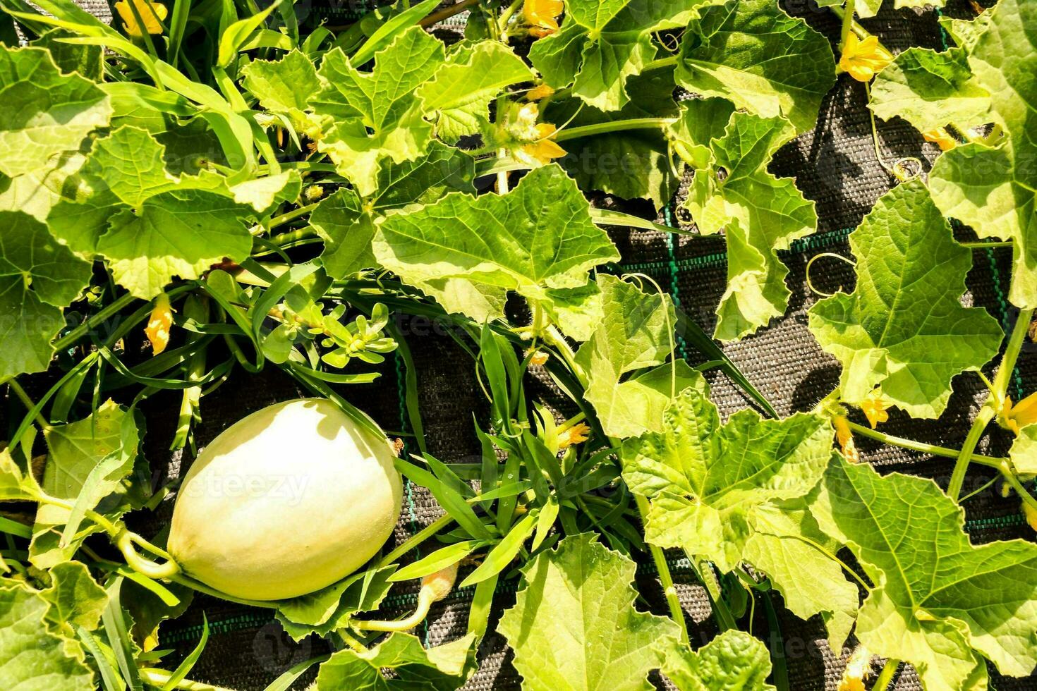 a melon growing in the garden photo