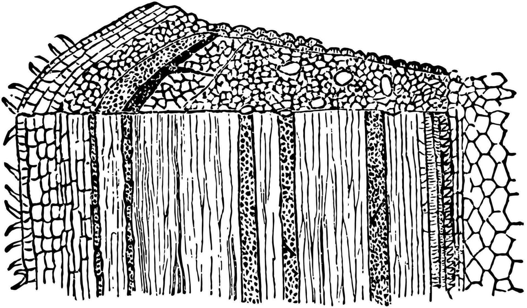 The Bark vintage illustration. vector