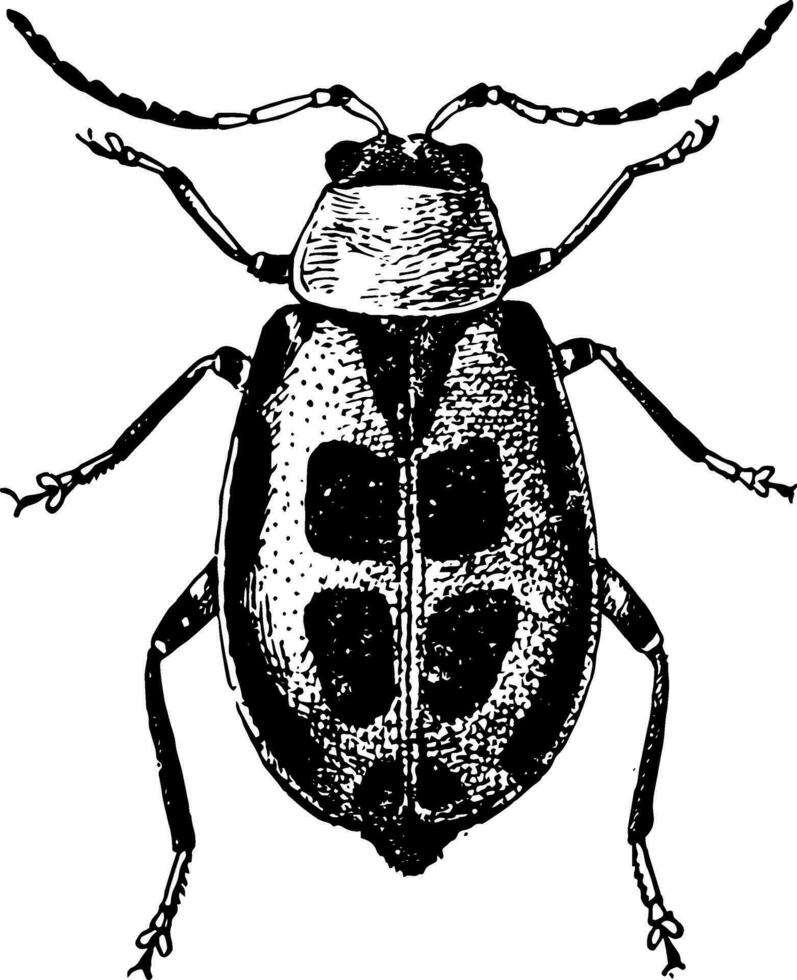 frijol hoja escarabajo, Clásico ilustración. vector