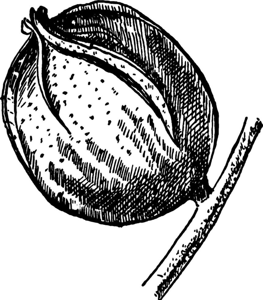 Bitternut Fruit vintage illustration. vector