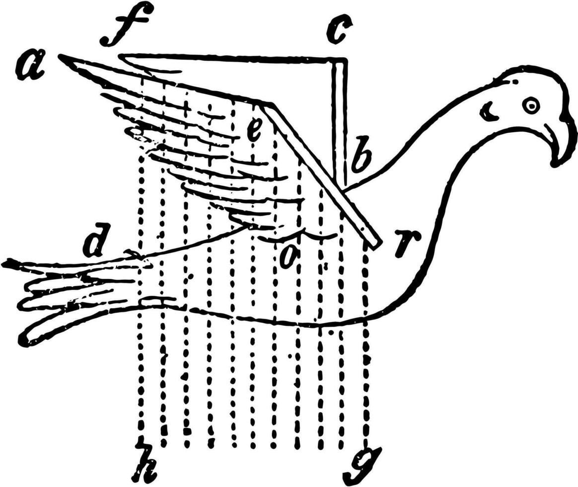 borreli pájaro con artificial alas, Clásico ilustración. vector
