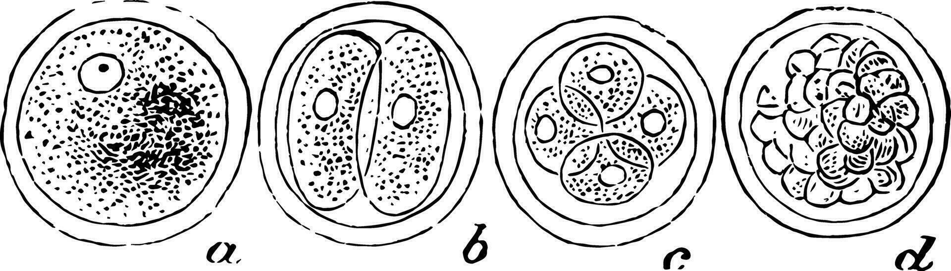 The Human Ovum Undergoing Segmentation, vintage illustration vector