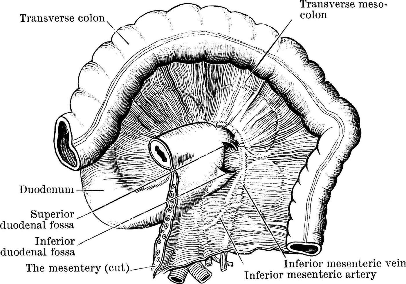 Duodenal Fossae and Folds, vintage illustration. vector