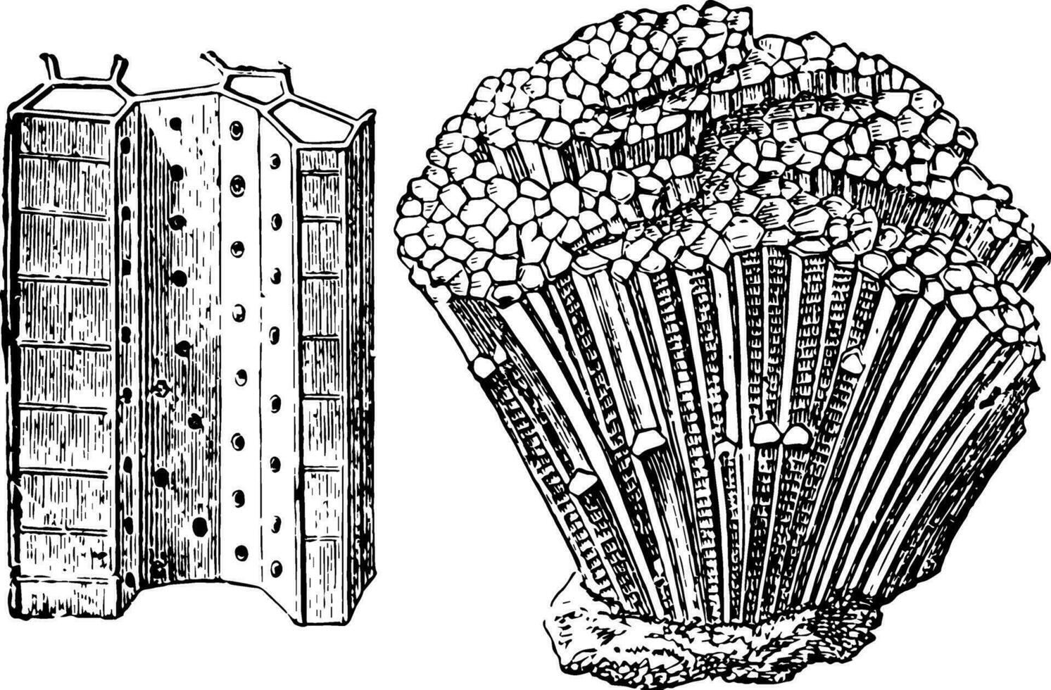 Common Devonian Coral, vintage illustration. vector