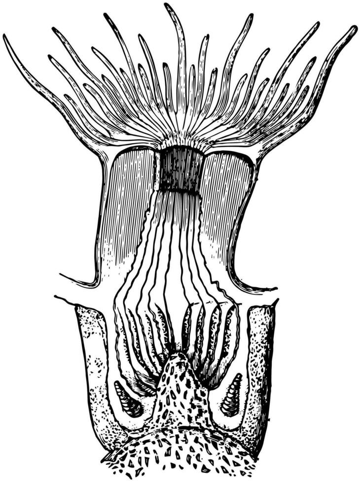 Vertical Section Through a Polyp, vintage illustration. vector