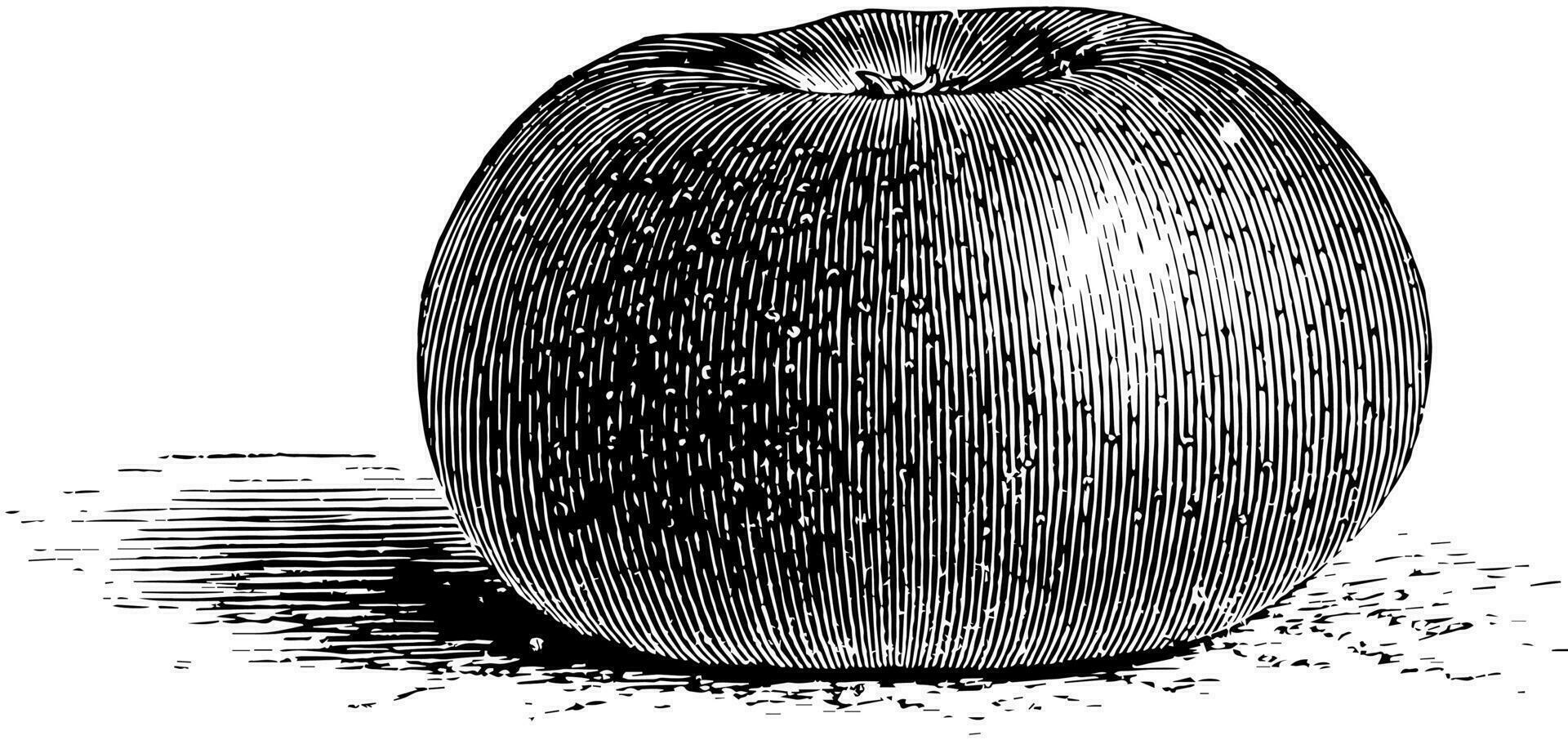 Corte pendu plano manzana Clásico ilustración. vector