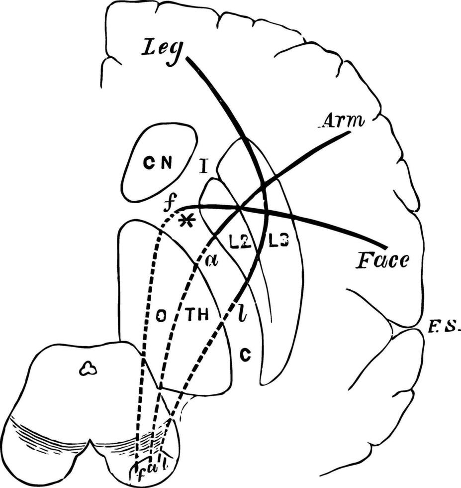 motor tratados de el cerebro, Clásico ilustración vector