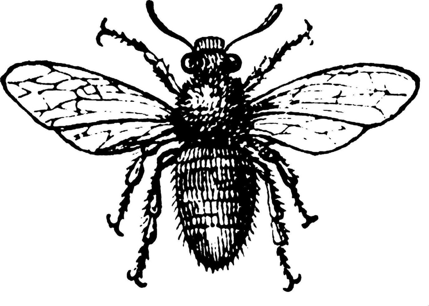 Bee, vintage illustration. vector