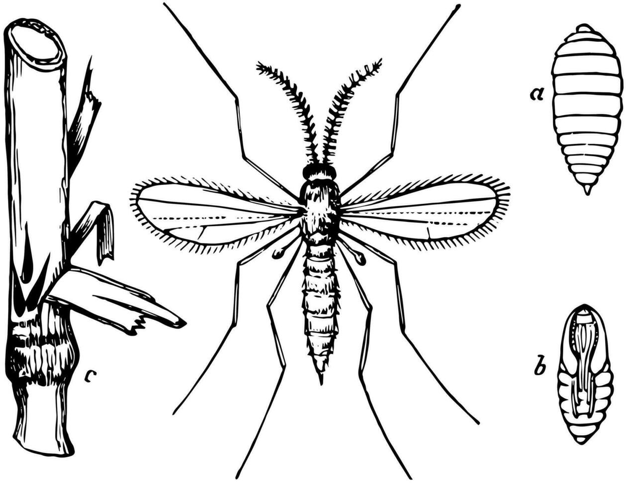 Stages of the Hessian Fly, vintage illustration. vector