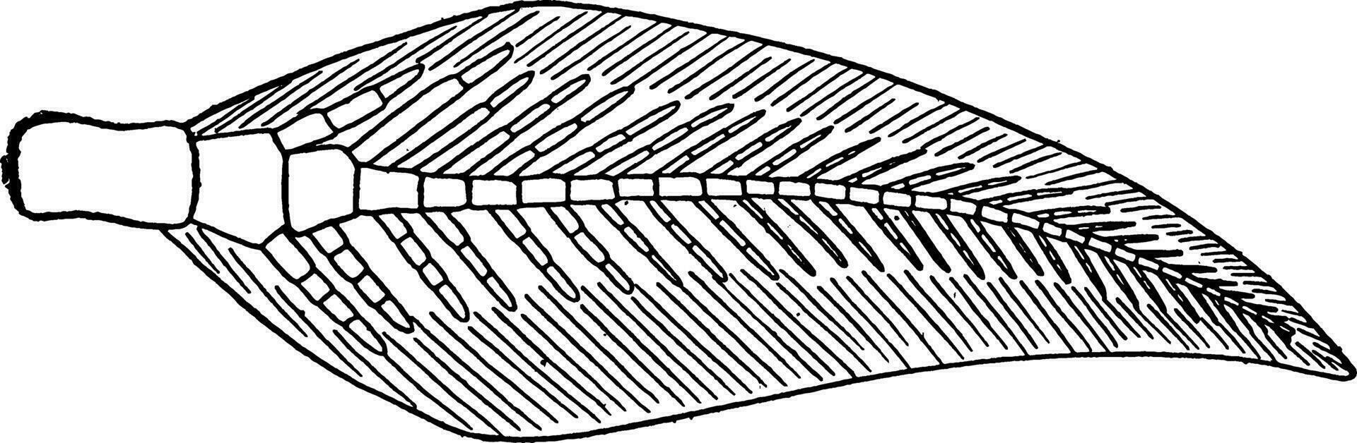 Archipterygium, vintage illustration. vector