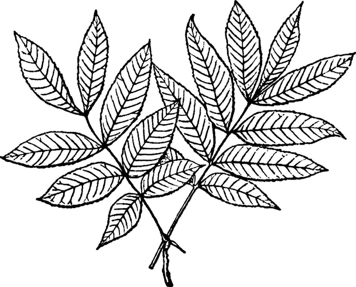 Carya vintage illustration. vector