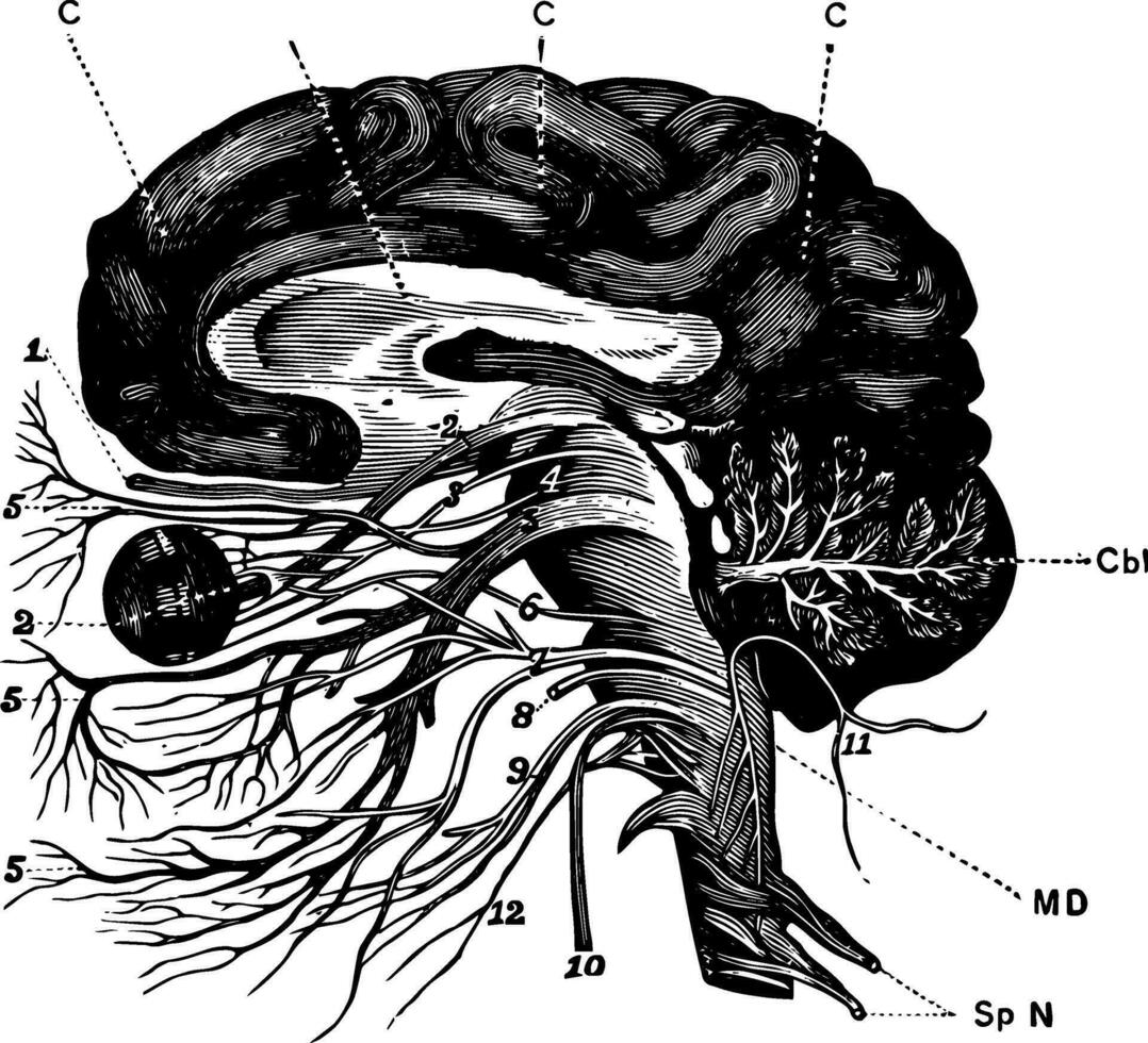 cerebro y craneal nervios, Clásico ilustración vector