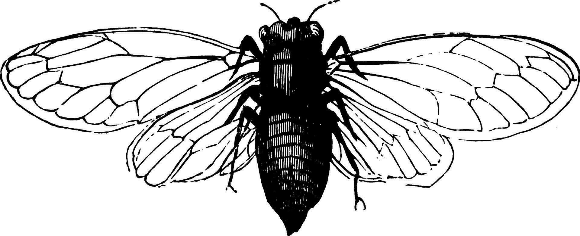 Cicada, vintage illustration. vector