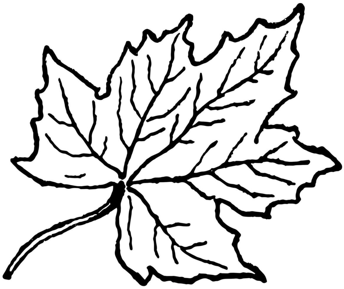 Maple Leaf vintage illustration. vector