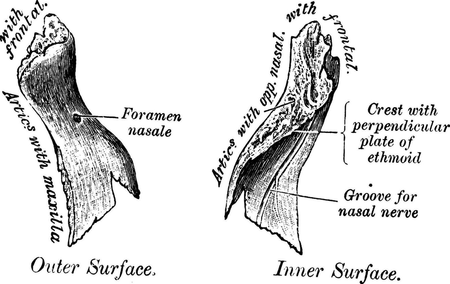 Inner Surface of Nasal Bone, vintage illustration. vector