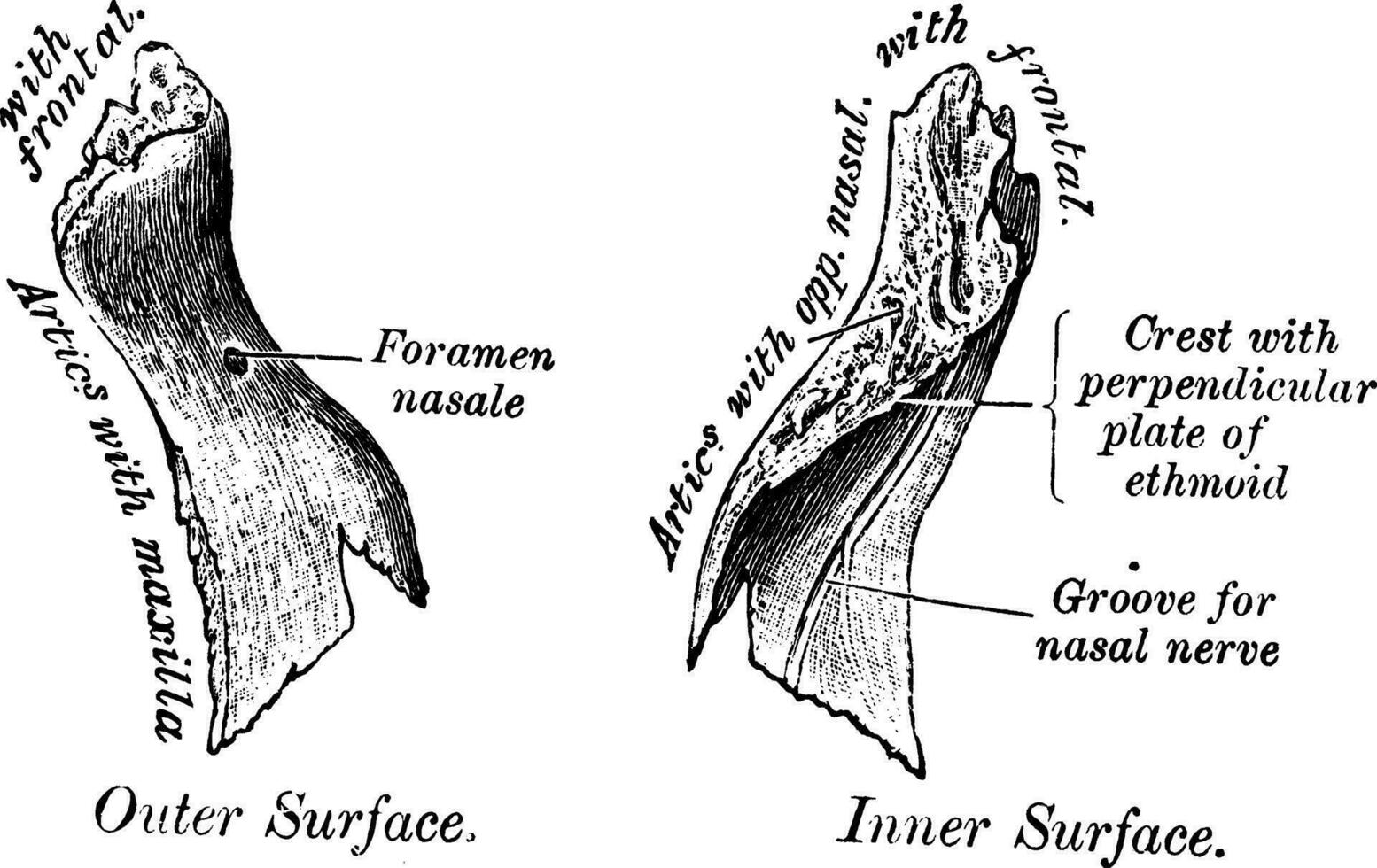 interior superficie de nasal hueso, Clásico ilustración. vector