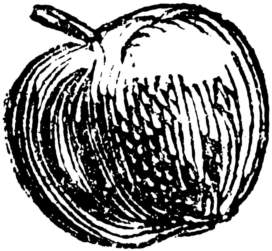 Apple vintage illustration. vector