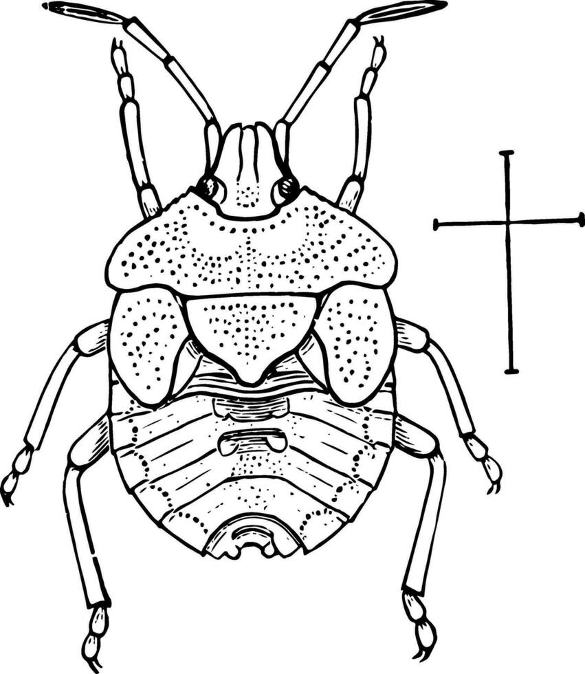 Nymph Stink Bug, vintage illustration. vector