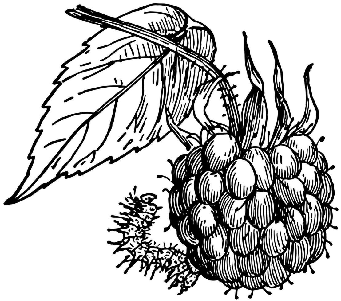 Raspberry Spanworm, vintage illustration. vector