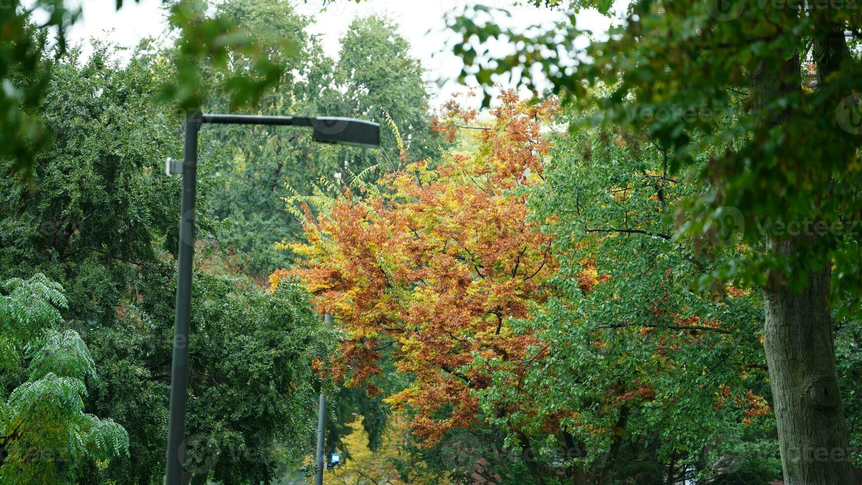The beautiful campus autumn view with the colorful trees and leaves in the rainy day photo