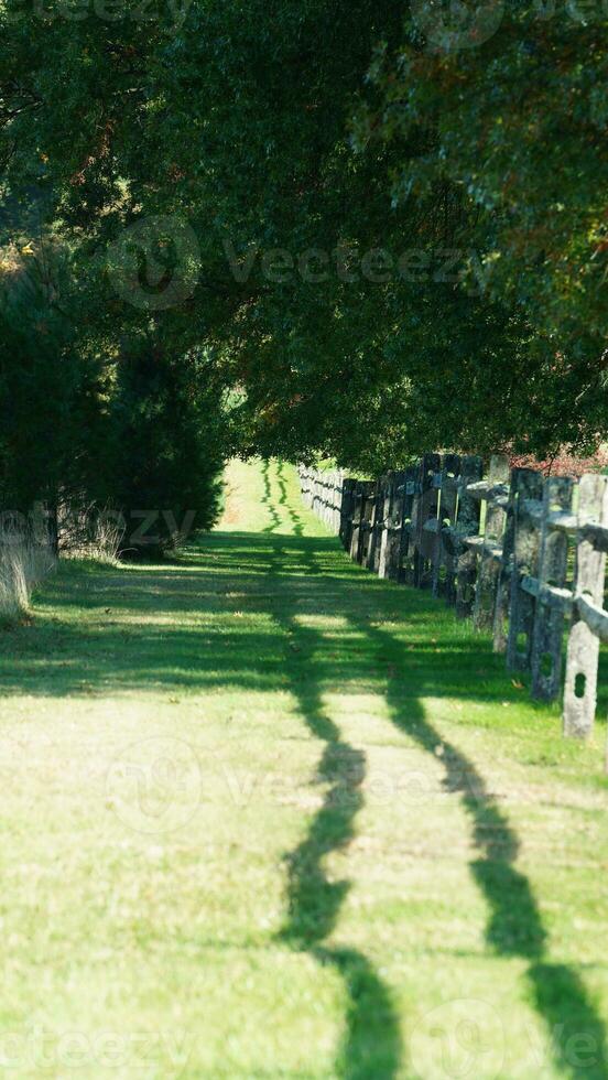 The wood fence view with the green meadow and colorful trees as background in autumn photo