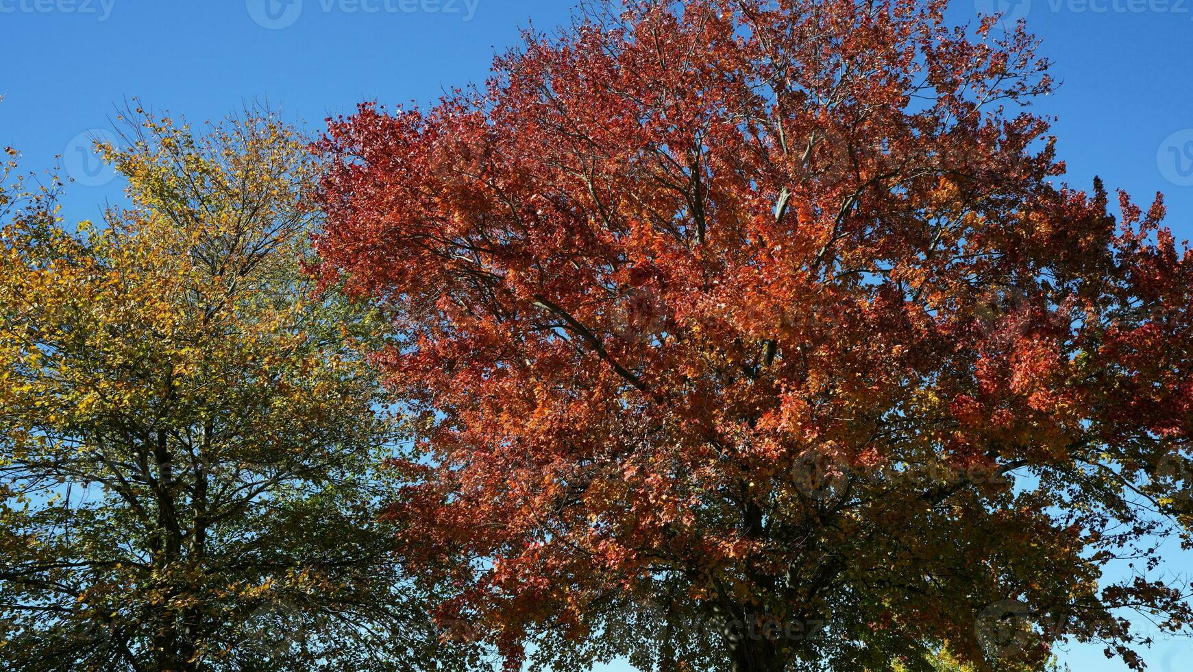 The beautiful autumn view with the colorful trees and leaves in the park photo