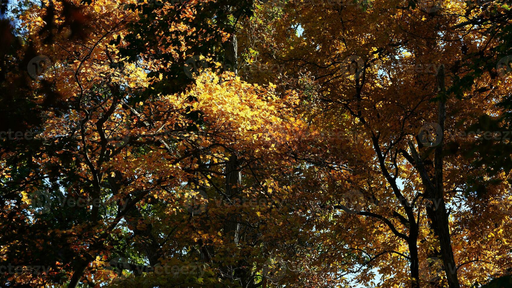 The beautiful autumn view with the colorful trees and leaves in the park photo