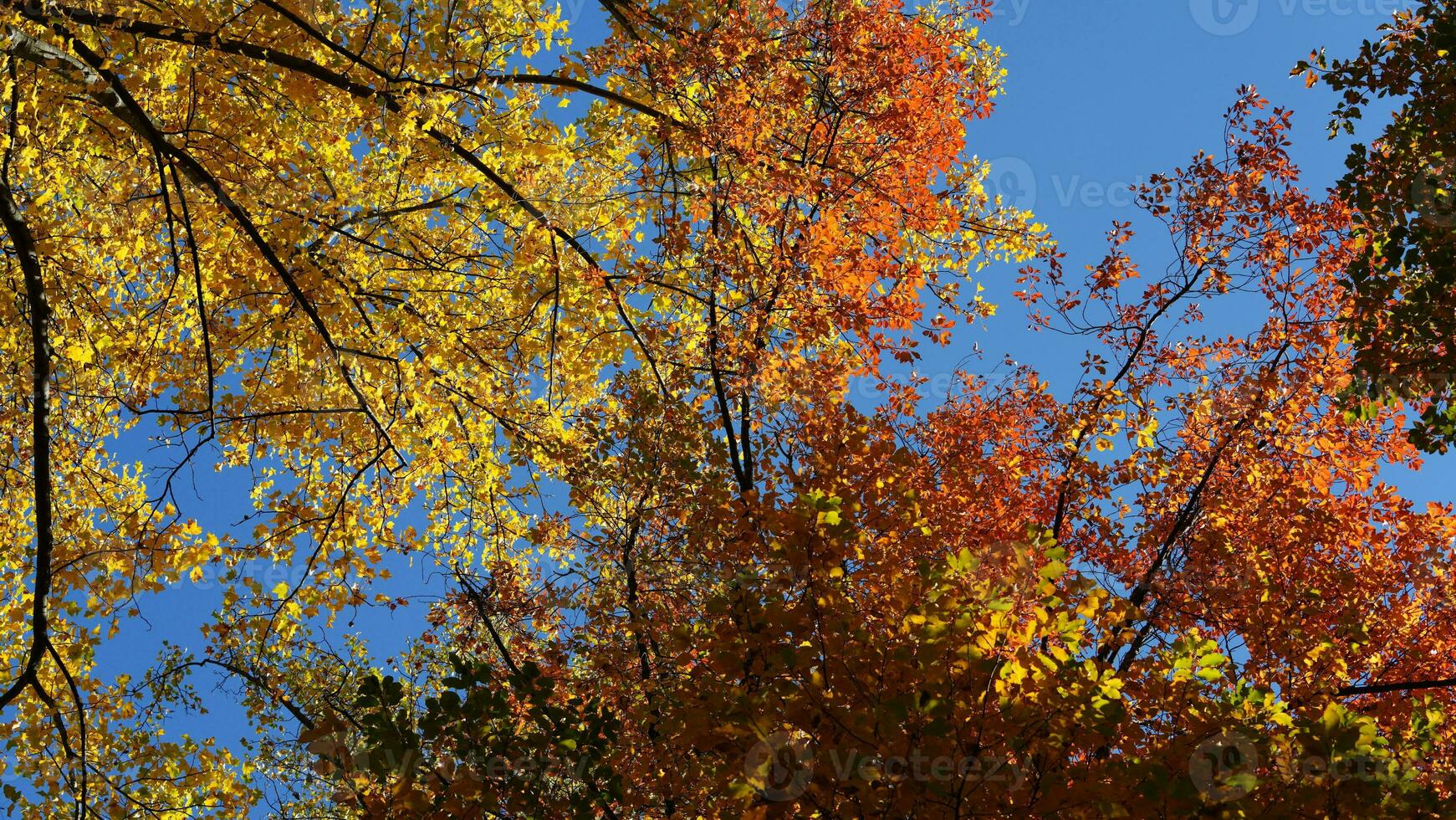 The beautiful autumn view with the colorful trees and leaves in the park photo