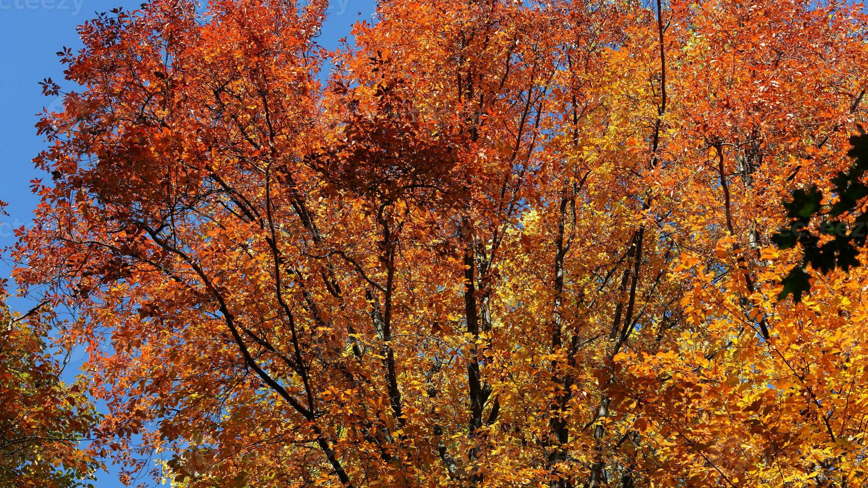 The beautiful autumn view with the colorful trees and leaves in the park photo