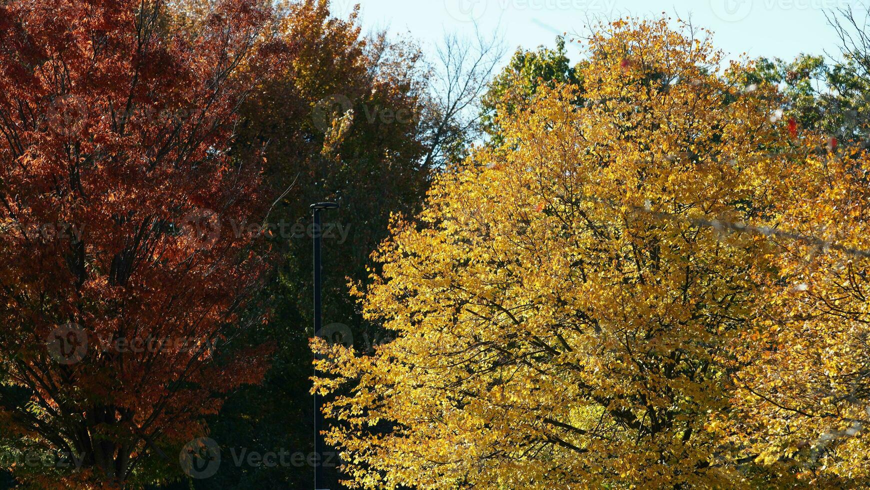 The beautiful autumn view with the colorful trees and leaves in the park photo