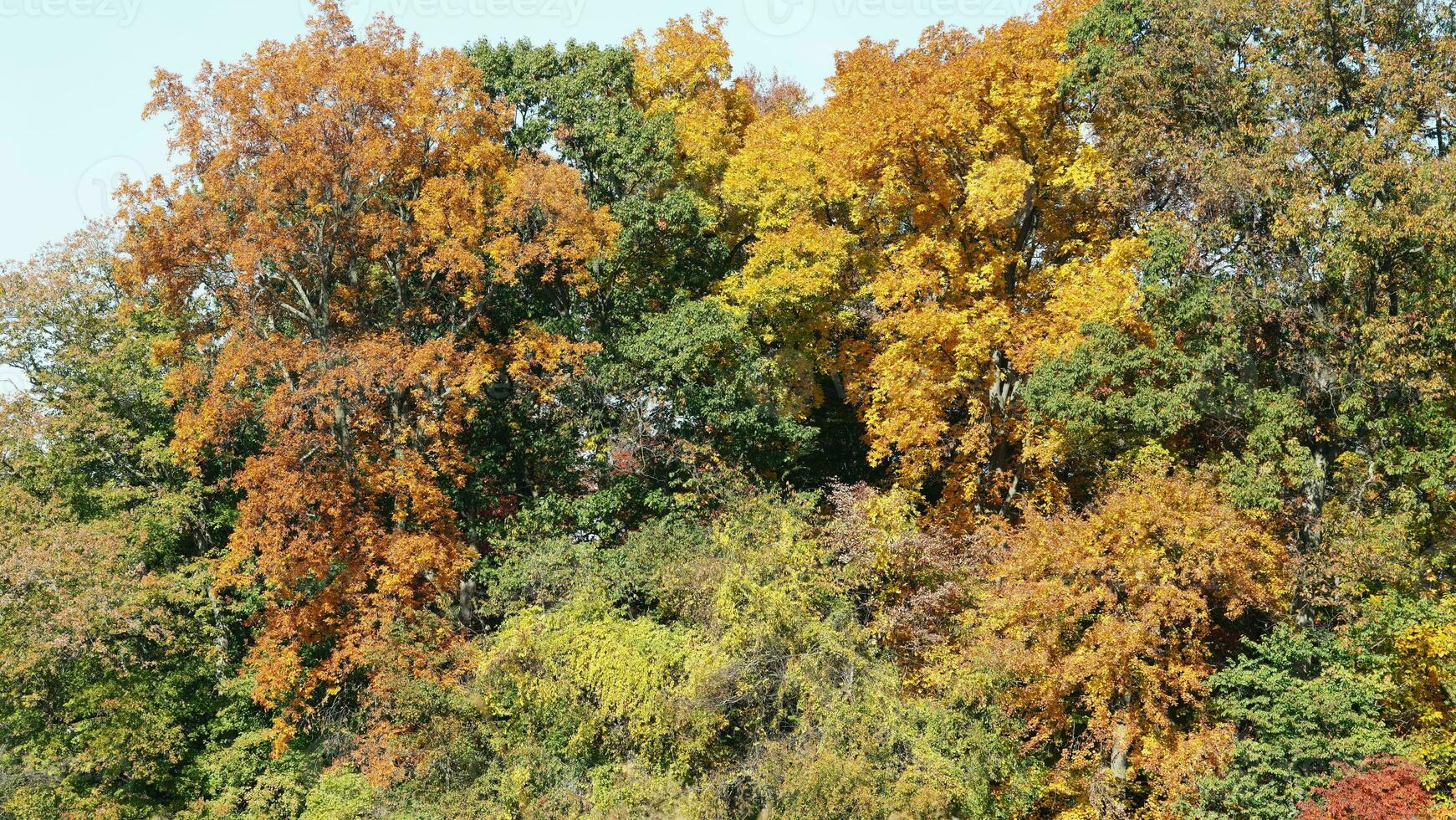 The beautiful autumn view with the colorful trees and leaves in the park photo