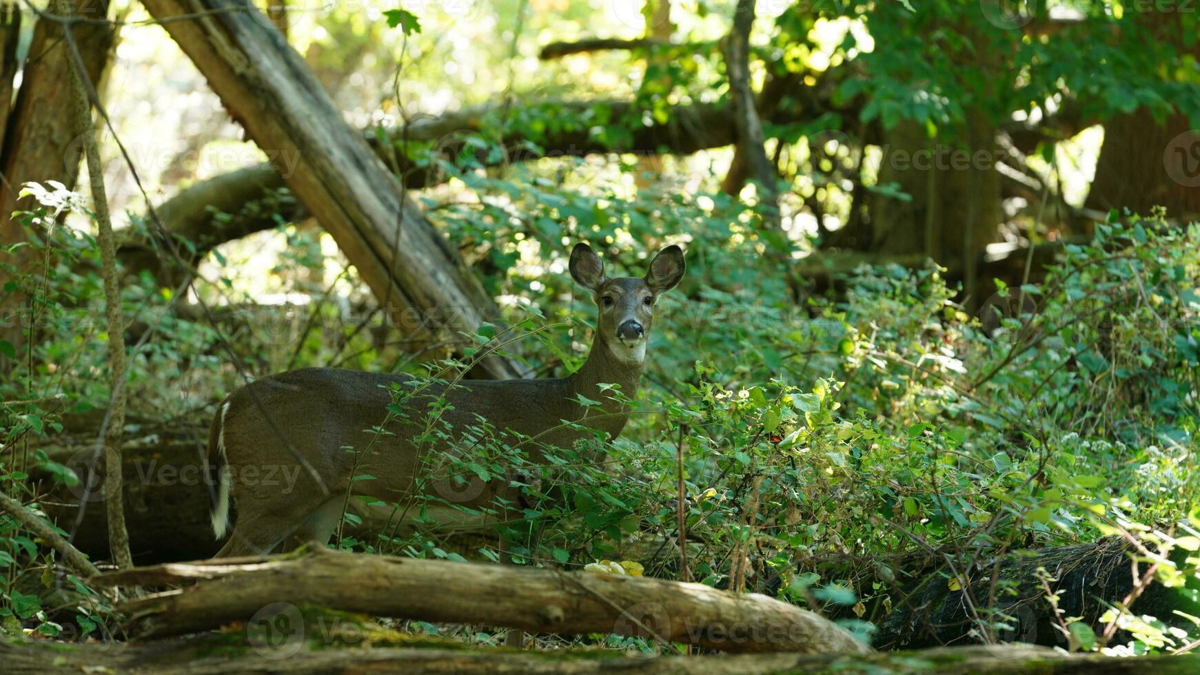 One alert deer watching at me in the forest photo