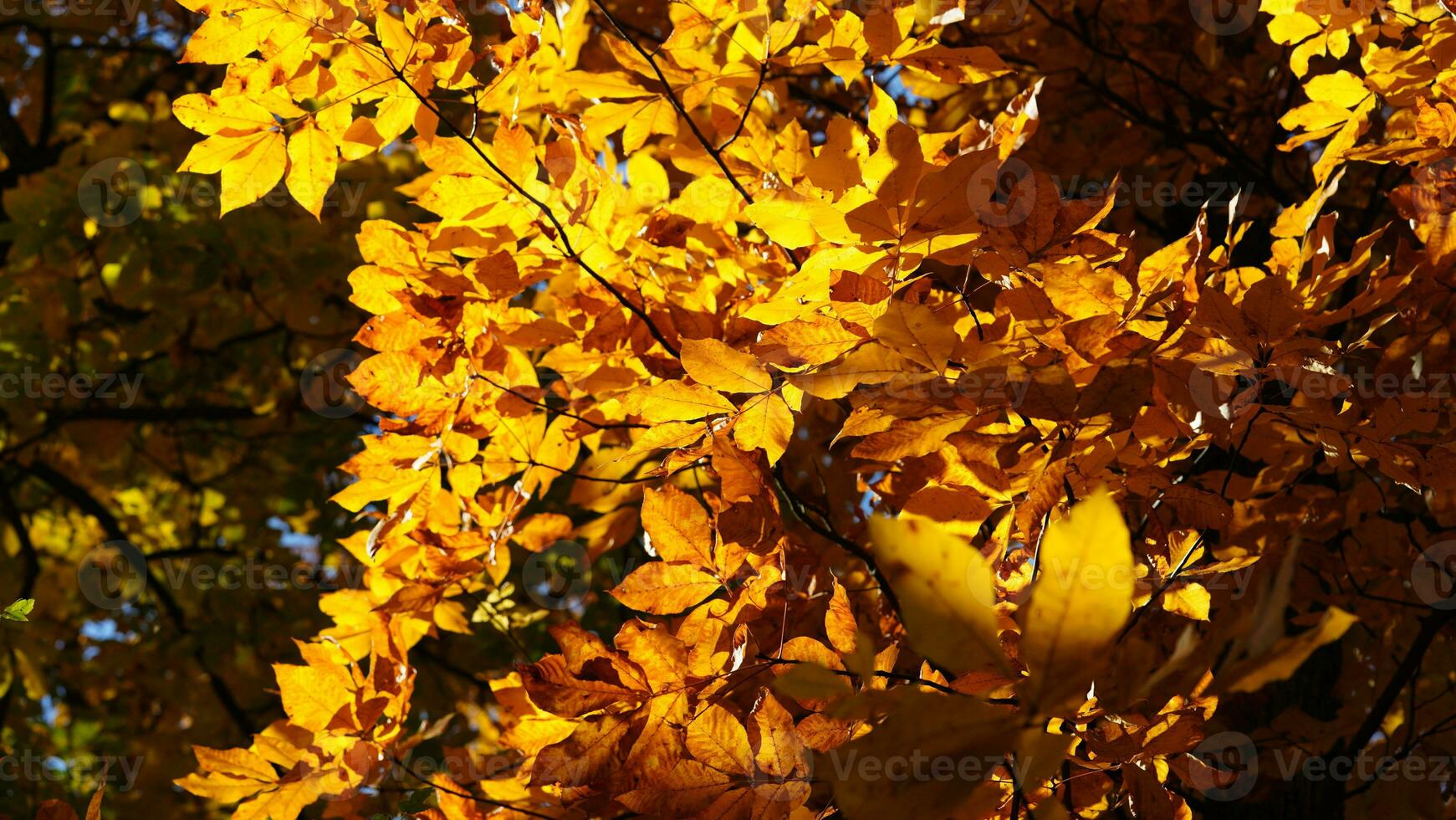 The beautiful autumn view with the colorful trees and leaves in the park photo