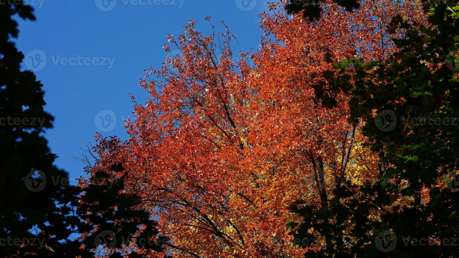 The beautiful autumn view with the colorful trees and leaves in the park photo