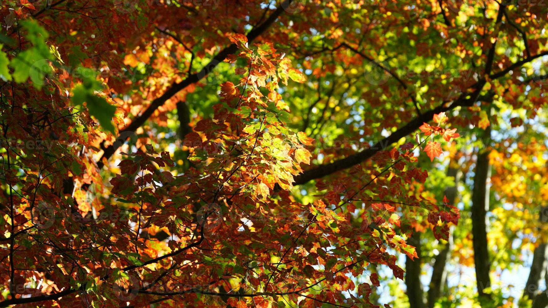 The beautiful autumn view with the colorful trees and leaves in the park photo