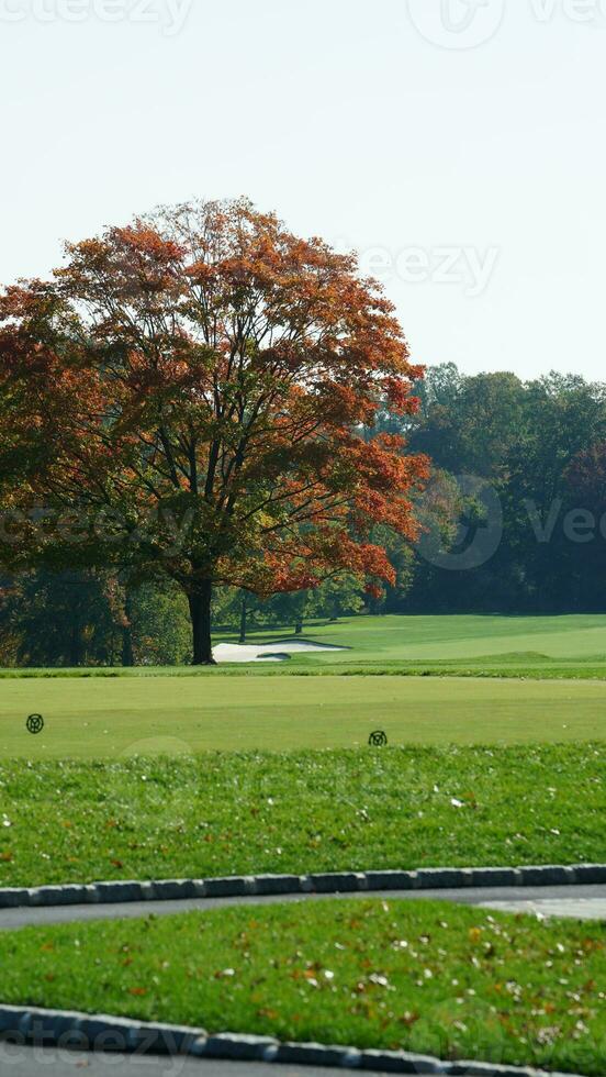 The beautiful autumn view with the colorful trees and leaves in the park photo