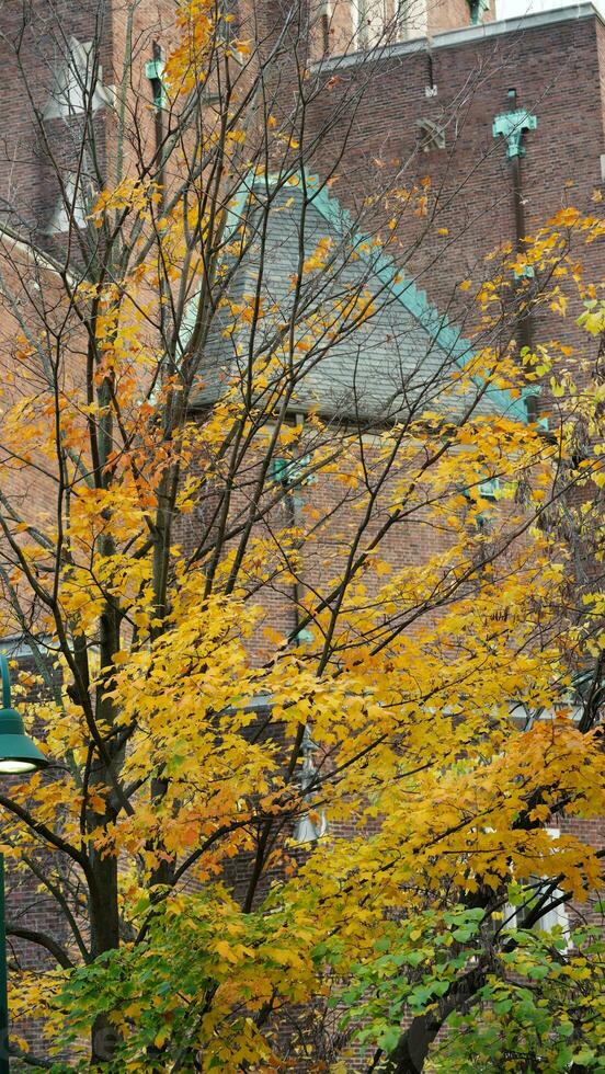 The beautiful campus view with the colorful trees and leaves in autumn photo
