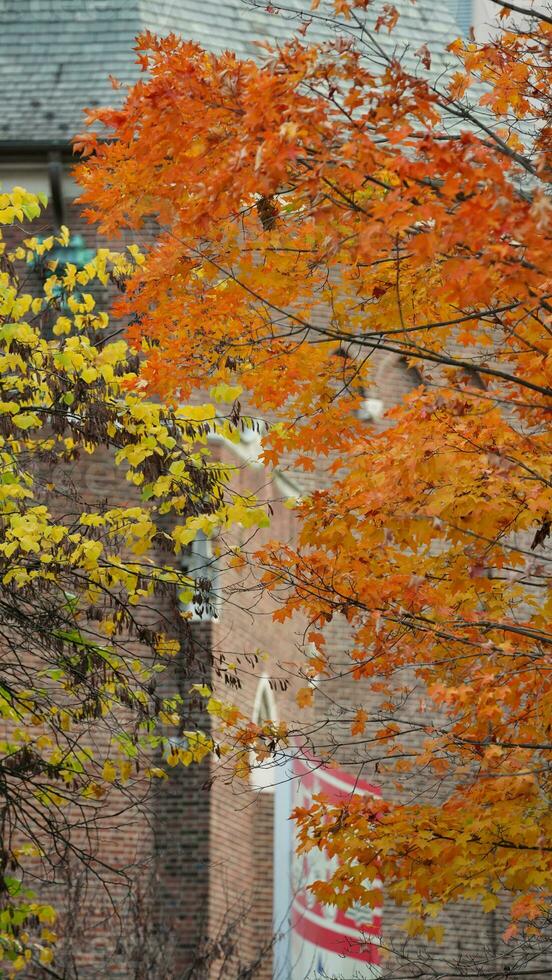 The beautiful campus view with the colorful trees and leaves in autumn photo