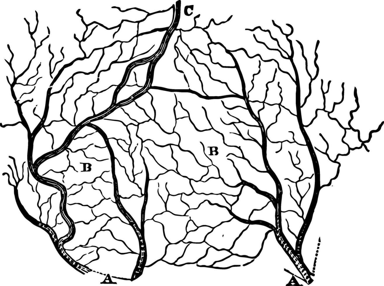 The Arteries and Veins of a Section of the Skin, vintage illustration. vector