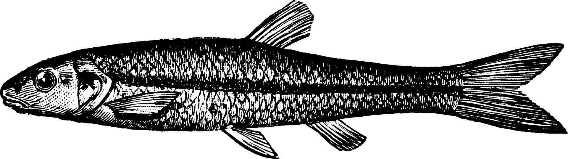 Black Nosed Dace, vintage illustration. vector