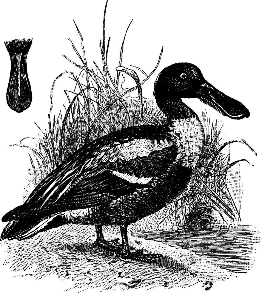 Northern Shoveler, vintage illustration. vector