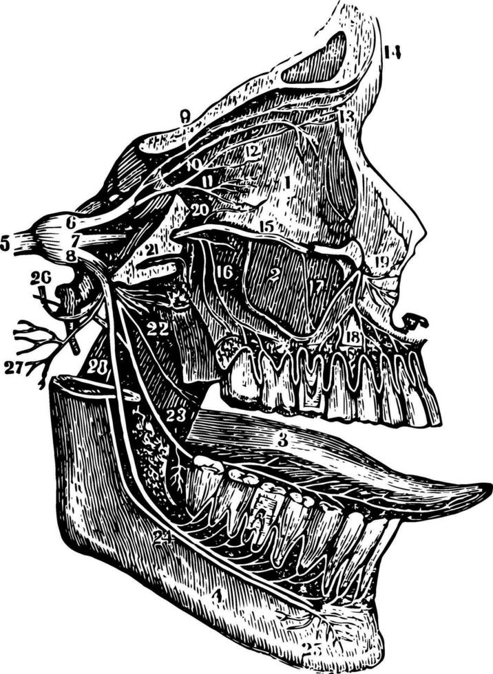 el quinto par de nervios, Clásico ilustración. vector