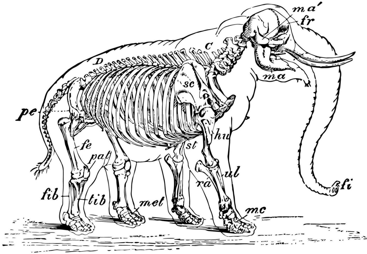 africano elefante esqueleto, Clásico ilustración. vector