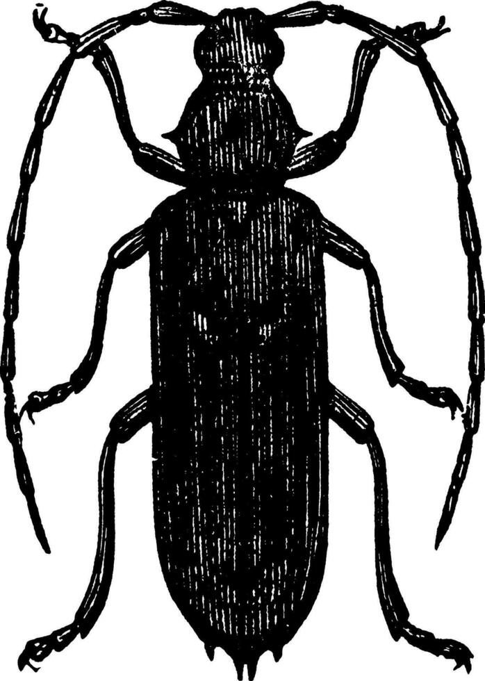 Banded Hickory Borer, vintage illustration. vector
