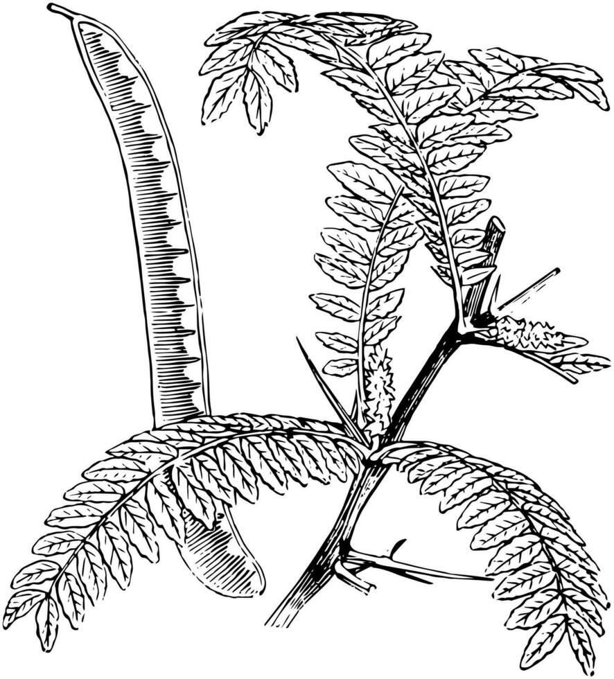 Honey Locust vintage illustration. vector