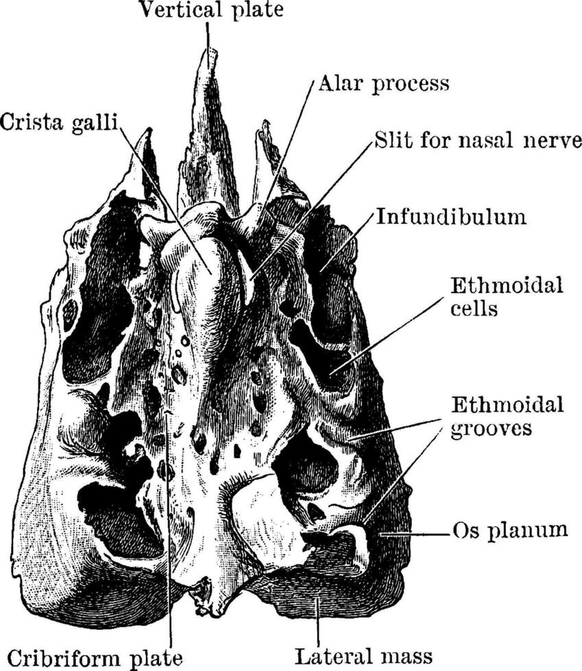 Ethmoid Viewed from Above, vintage illustration. vector